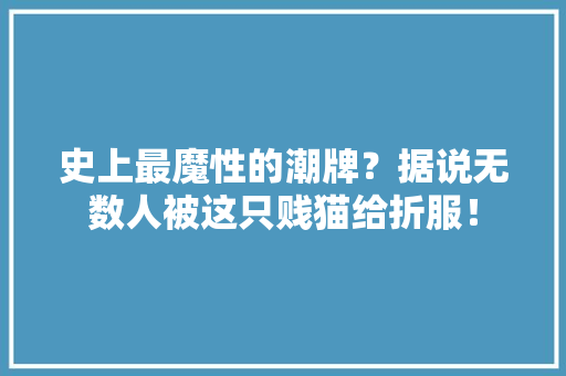 史上最魔性的潮牌？据说无数人被这只贱猫给折服！ 软件技术